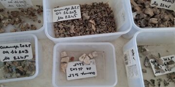 Redécouvrir les richesses archéologiques du patrimoine vauclusien dans son nouvel écrin de Memento à Montfavet