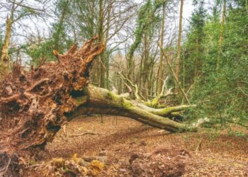 &lsquo;Aïda déchaînée&rsquo;, une adaptation de l&rsquo;Aïda de Verdi à l&rsquo;Autre Scène de Vedène