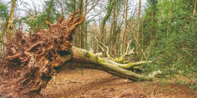 &lsquo;Aïda déchaînée&rsquo;, une adaptation de l&rsquo;Aïda de Verdi à l&rsquo;Autre Scène de Vedène