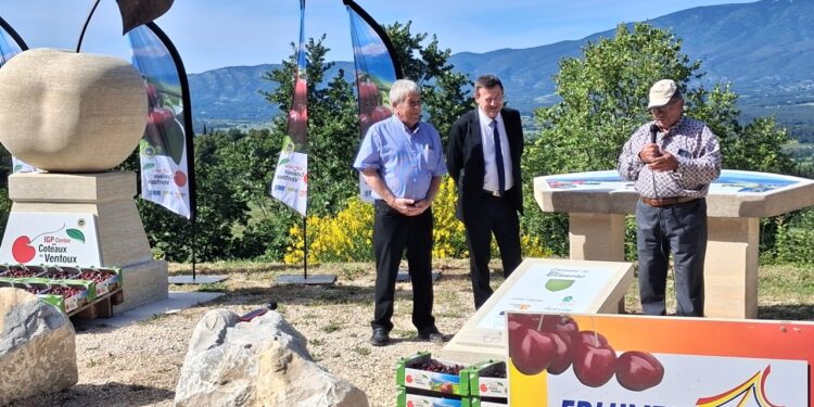 À Blauvac, le raisin et la cerise trônent fièrement face au Mont Ventoux