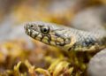 Que faire si vous trouvez un serpent dans votre jardin ?