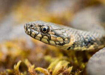 Que faire si vous trouvez un serpent dans votre jardin ?