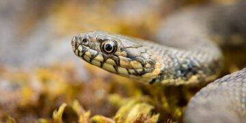 Que faire si vous trouvez un serpent dans votre jardin ?