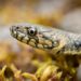 Que faire si vous trouvez un serpent dans votre jardin ?