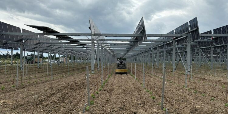 Travaillan : l’agrivoltaïque à la rescousse des vins de demain