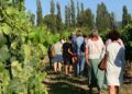 Le Luberon célèbre l&rsquo;été avec les Sunsets Vignerons