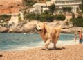 Partir en vacances avec son animal : la Côte d’Azur mène la truffe