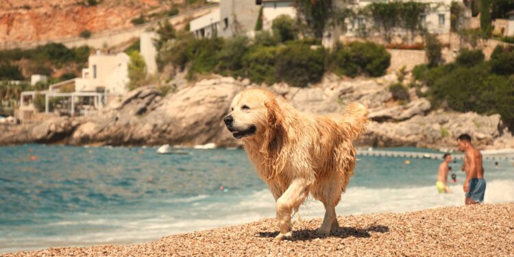 Partir en vacances avec son animal : la Côte d’Azur mène la truffe