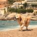 Partir en vacances avec son animal : la Côte d’Azur mène la truffe
