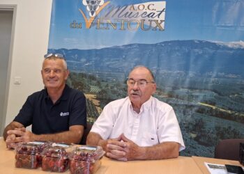 Le Ventoux, terre d&rsquo;excellence pour la cerise et pour le raisin de table