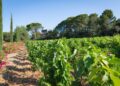 L&rsquo;AOC Châteauneuf-du-Pape fête ses 90 ans avec le Grand Banquet des Vendanges