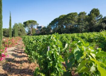 L&rsquo;AOC Châteauneuf-du-Pape fête ses 90 ans avec le Grand Banquet des Vendanges