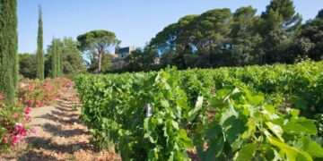 L&rsquo;AOC Châteauneuf-du-Pape fête ses 90 ans avec le Grand Banquet des Vendanges