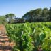 L’AOC Châteauneuf-du-Pape fête ses 90 ans avec le Grand Banquet des Vendanges