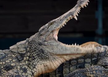 À Pierrelatte, une expédition tropicale au royaume des crocodiles