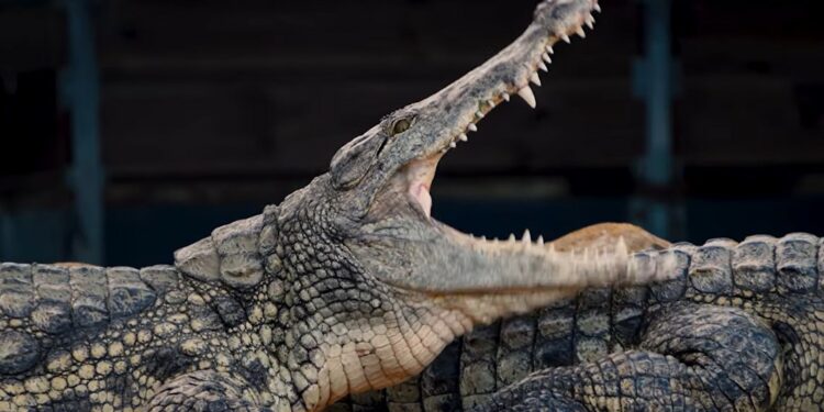 À Pierrelatte, une expédition tropicale au royaume des crocodiles