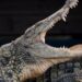 À Pierrelatte, une expédition tropicale au royaume des crocodiles
