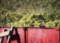 Précocité, résilience et adaptation des vignes des Côtes du Rhône à la canicule à l&rsquo;heure des vendanges