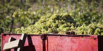 Précocité, résilience et adaptation des vignes des Côtes du Rhône à la canicule à l&rsquo;heure des vendanges