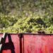 Précocité, résilience et adaptation des vignes des Côtes du Rhône à la canicule à l’heure des vendanges
