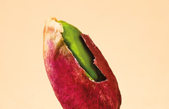 1re grande récolte de la pistache provençale