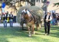 Avignon célèbre l&rsquo;agriculture et les traditions avec la Fête des Foins