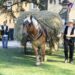 Avignon célèbre l’agriculture et les traditions avec la Fête des Foins