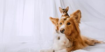 Apt : l’IRSEA récompensé pour sa gamme ‘Secure’ dédiée à l’apaisement des animaux