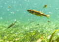 Eau en Vaucluse : Préserver l’abondance