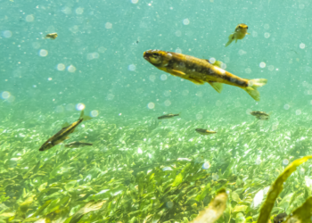 Eau en Vaucluse : Préserver l’abondance