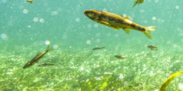 Eau en Vaucluse : Préserver l’abondance