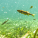 Eau en Vaucluse : Préserver l’abondance