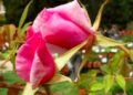 Les savoirs du Naturoptère ou comment cultiver son jardin toute l’année