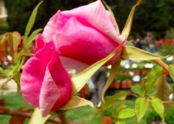 Les savoirs du Naturoptère ou comment cultiver son jardin toute l&rsquo;année