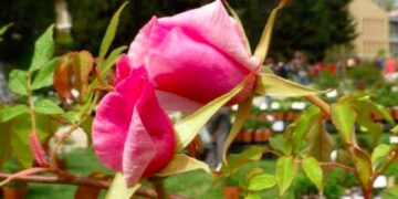 Les savoirs du Naturoptère ou comment cultiver son jardin toute l’année
