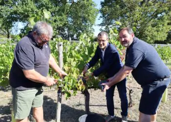 De la vigne à la bouteille pour la 22e récolte de la Cove