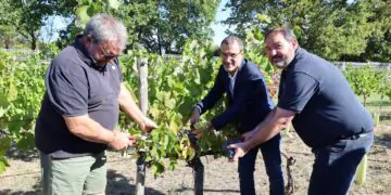 De la vigne à la bouteille pour la 22e récolte de la Cove