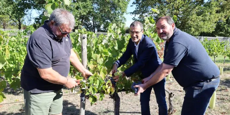 De la vigne à la bouteille pour la 22e récolte de la Cove