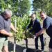 De la vigne à la bouteille pour la 22e récolte de la Cove