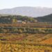 Le Parc du Mont-Ventoux s&rsquo;interroge sur les terroirs comme outils de développement local
