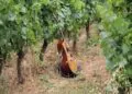 Bienvenue à la ferme Vaucluse réunit culture et agriculture jusqu&rsquo;au 1er novembre