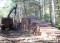 Liquidation de Fibre excellence à Tarascon : l’appel de la forêt