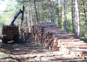 Liquidation de Fibre excellence à Tarascon : l’appel de la forêt