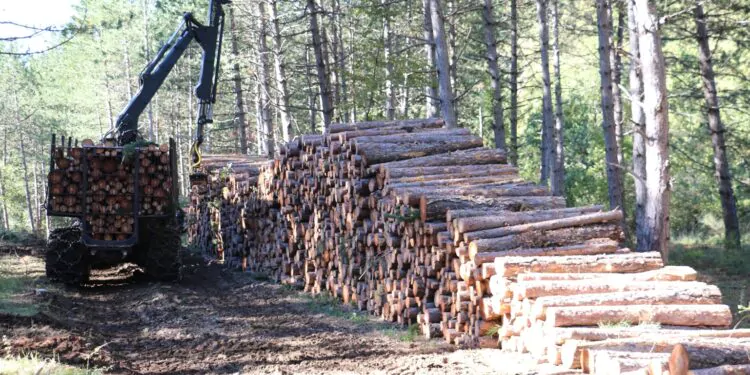 Liquidation de Fibre excellence à Tarascon : l’appel de la forêt