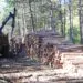 Liquidation de Fibre excellence à Tarascon : l’appel de la forêt