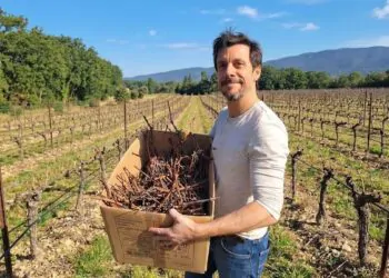 Une start-up de Pertuis donne une deuxième vie au bois de vigne