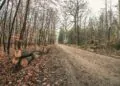 Bois en forêt, pas touche !