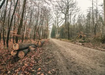 Bois en forêt, pas touche !