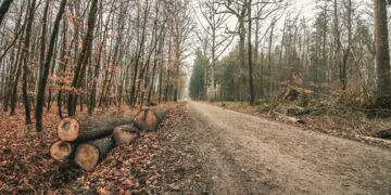 Bois en forêt, pas touche !