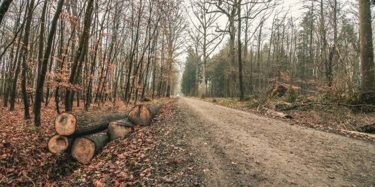 Bois en forêt, pas touche !